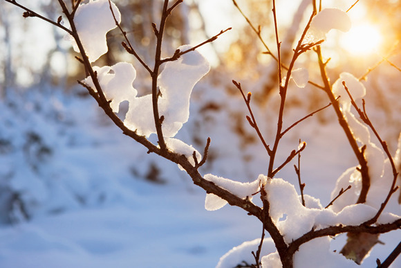 Header image