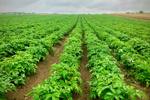 Clarebout and Simplot unite in strategic industry deal