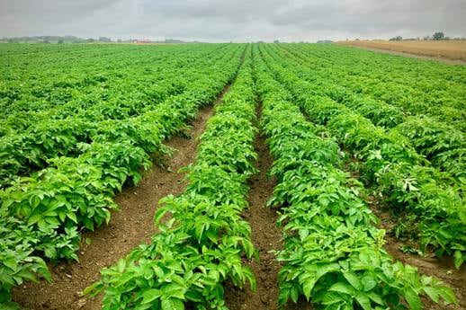 Clarebout and Simplot unite in strategic industry deal